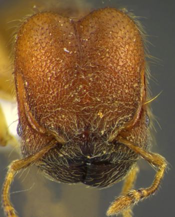 Media type: image;   Entomology 34316 Aspect: head frontal view
